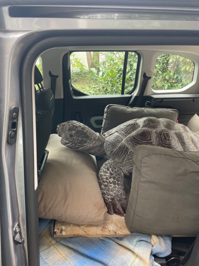 Clemens Hillebrand: Schildkröte aus Wachs, 2023.